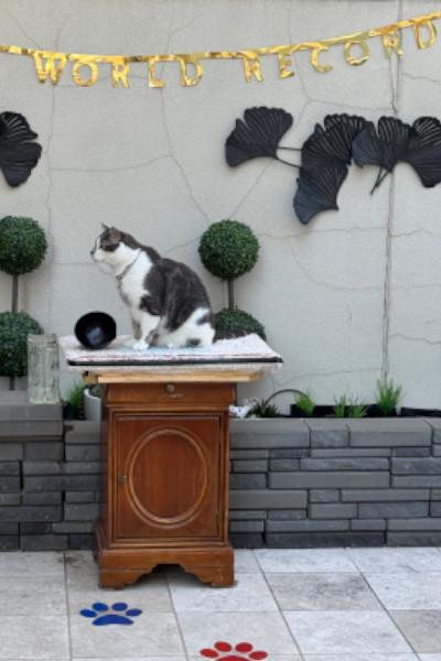 Oscar用2年訓練成跳出2.58米。(健力士世界紀錄官網)