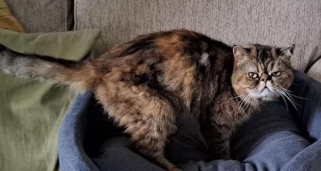 莉婭受困鄰居家裡地板下23日,奇蹟獲救。(互聯網)