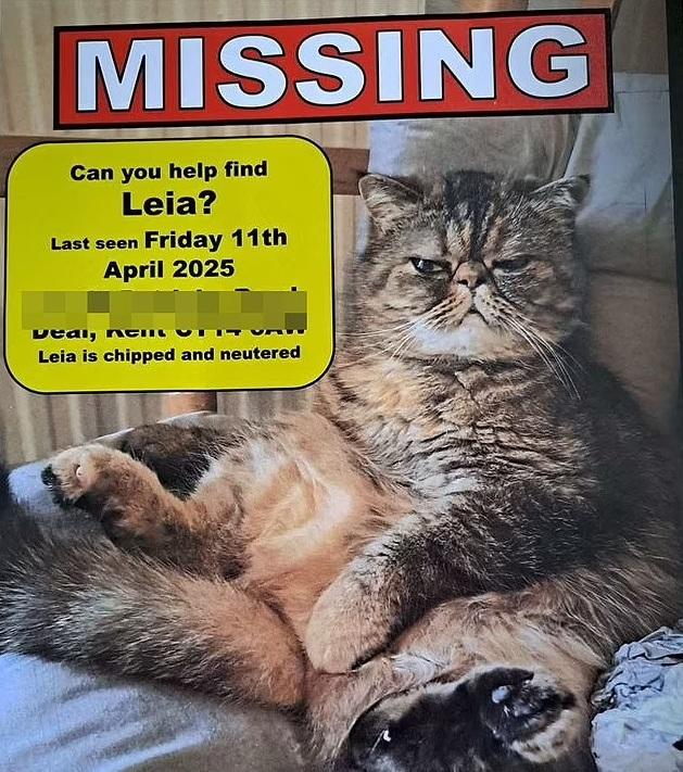 史密斯父女四處張貼海報尋貓。(互聯網)