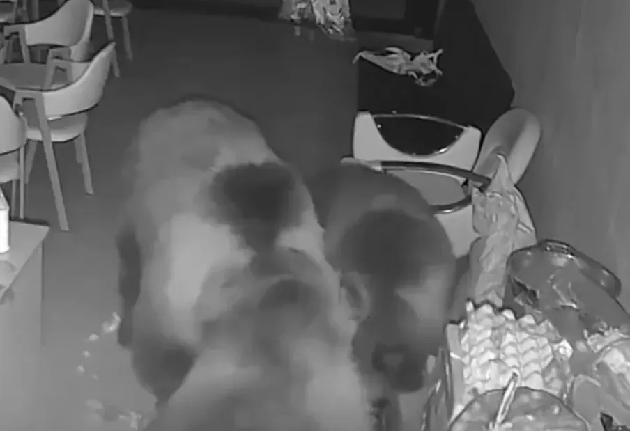 奶茶店不少食材被熊吃掉,部分設施也遭毒手。(圖/翻攝自微博@新京報)