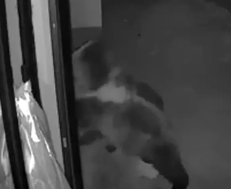 監視器拍下大熊和小熊撞開鐵門「進店」的過程。(圖/翻攝自微博@新京報)