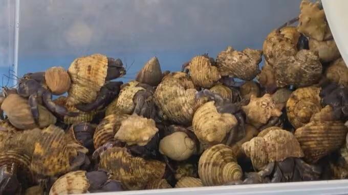 3名中國人涉走私數千隻寄居蟹。(TBS圖片)