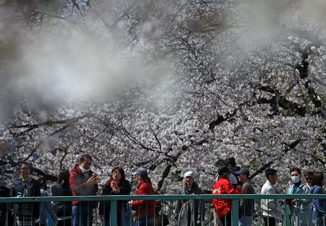 櫻花季吸引大批外國遊客赴日賞櫻。(資料圖片)