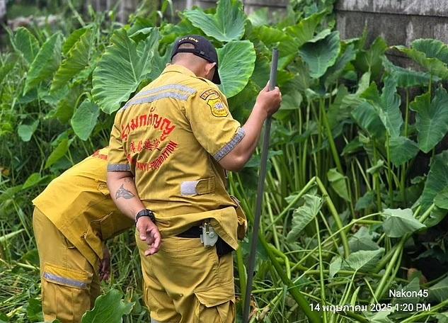 救援人員想辦法捕捉巨蜥。(互聯網)