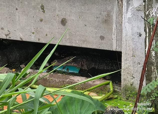 救援人員捕捉,巨蜥躲到建築物底部。(互聯網)