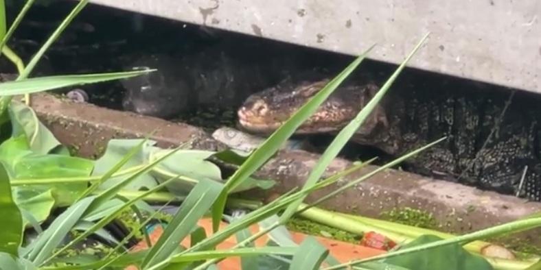 救援人員捕捉,巨蜥躲到建築物底部。(互聯網)