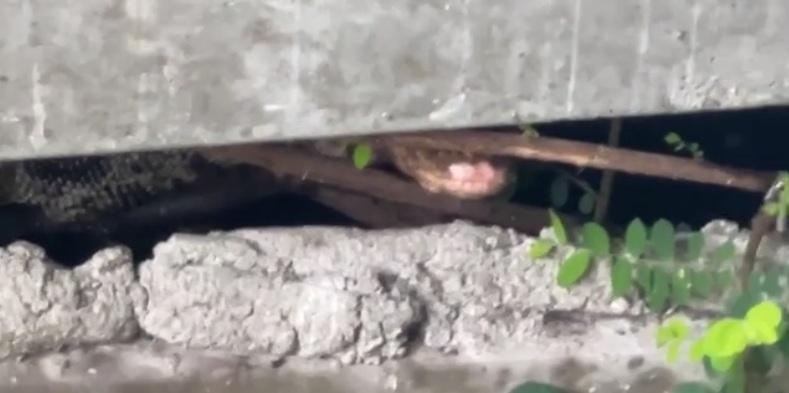 救援人員捕捉,巨蜥躲到建築物底部。(互聯網)