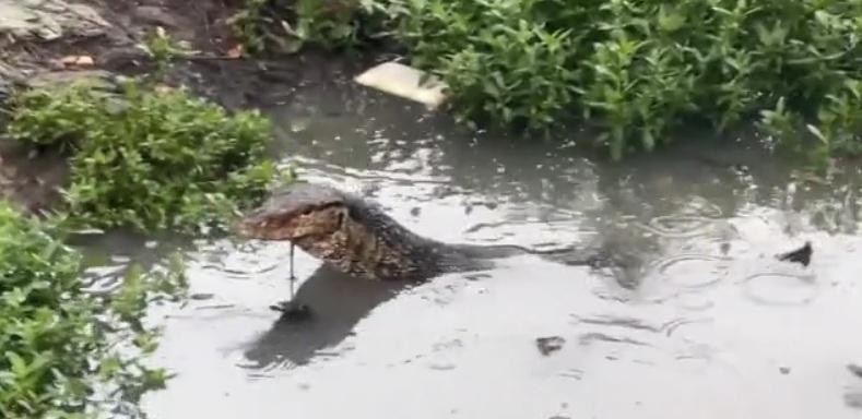 巨蜥躲進池塘。(互聯網)