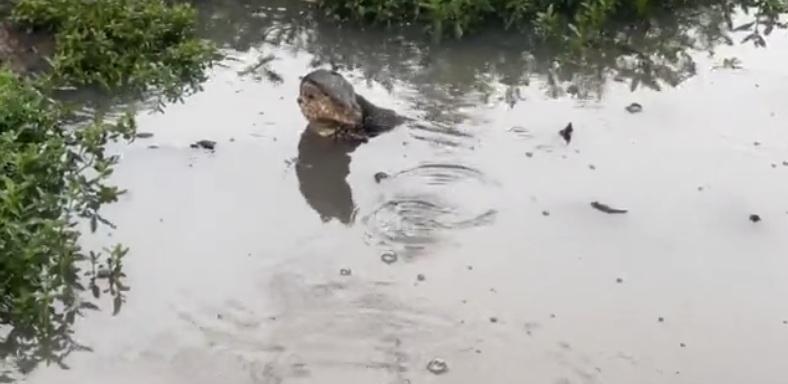 巨蜥躲進池塘。(互聯網)