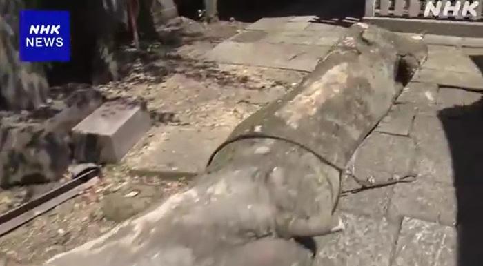 有850年歷史、板本龍馬傳說神木樹幹突然折斷倒下。(互聯網)