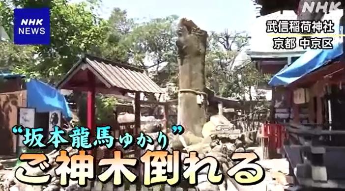 京都武信稻荷神社一棵被指定為市級天然紀念物、約有850年歷史,當地人尊為「神木」的榕樹突然折斷倒塌。(互聯網)