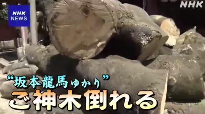 京都武信稻荷神社約有850年歷史,當地人尊為「神木」的古榕樹突然倒塌。(互聯網)