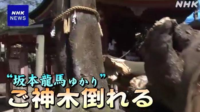 京都武信稻荷神社約有850年歷史,當地人尊為「神木」的古榕樹突然折斷倒塌。(互聯網)