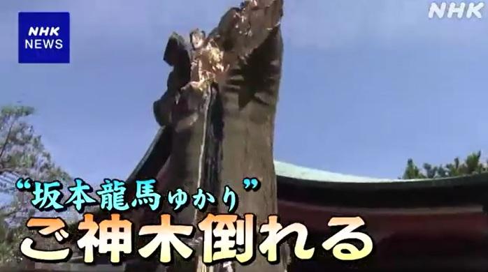 京都武信稻荷神社約有850年歷史,當地人尊為「神木」的古榕樹突然折斷倒塌。(互聯網)