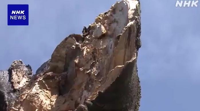 京都武信稻荷神社約有850年歷史,當地人尊為「神木」的古榕樹樹幹突然折斷。(互聯網)