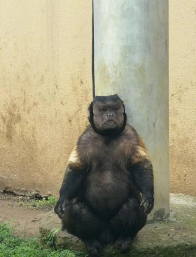 方臉猴「大壯」爆紅不足一個月就去世。