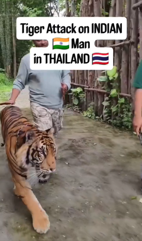 遊客布吉近距離與老虎合照 突受襲躺地尖叫(有片