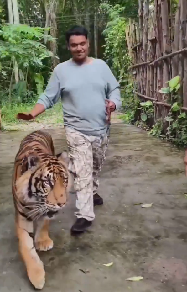 遊客布吉近距離與老虎合照 突受襲躺地尖叫(有片