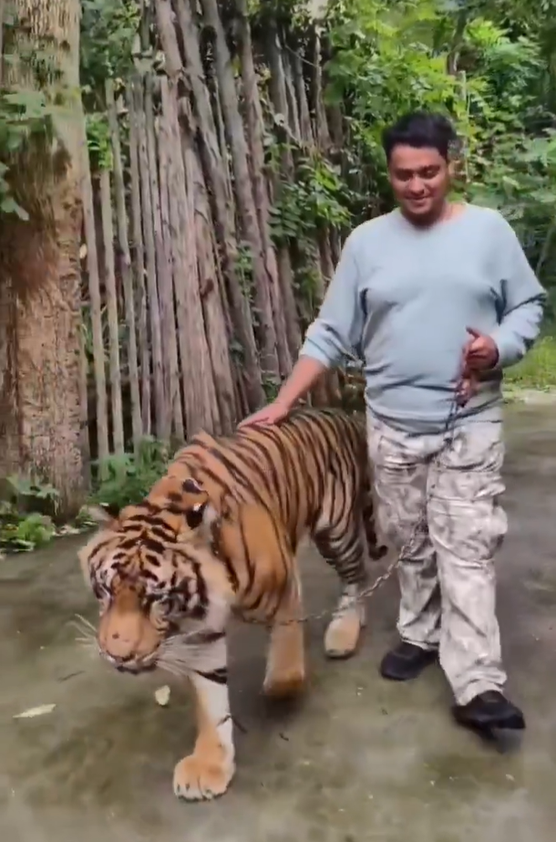 遊客布吉近距離與老虎合照 突受襲躺地尖叫(有片