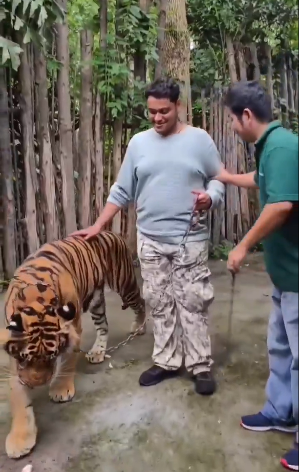 遊客布吉近距離與老虎合照 突受襲躺地尖叫(有片