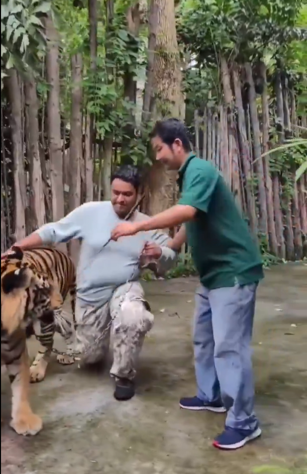 遊客布吉近距離與老虎合照 突受襲躺地尖叫(有片