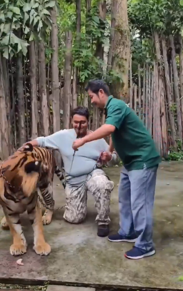 遊客布吉近距離與老虎合照 突受襲躺地尖叫(有片