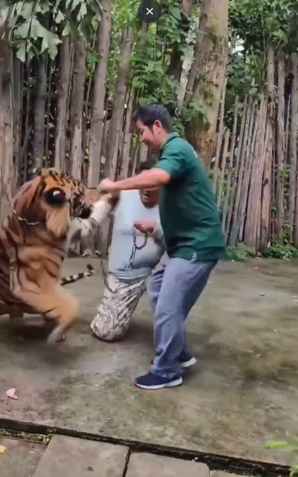 遊客布吉近距離與老虎合照 突受襲躺地尖叫(有片