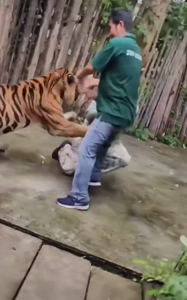 遊客布吉近距離與老虎合照 突受襲躺地尖叫(有片