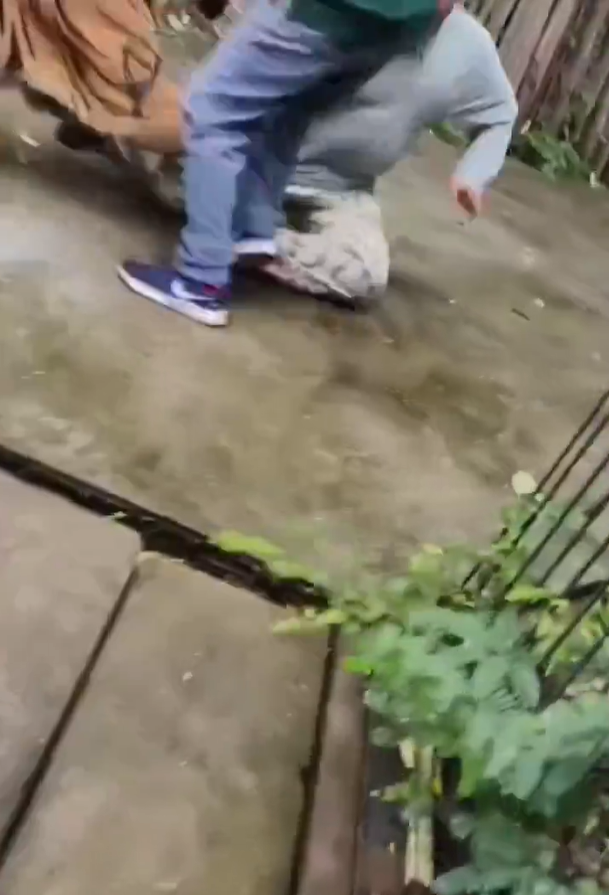 遊客布吉近距離與老虎合照 突受襲躺地尖叫(有片