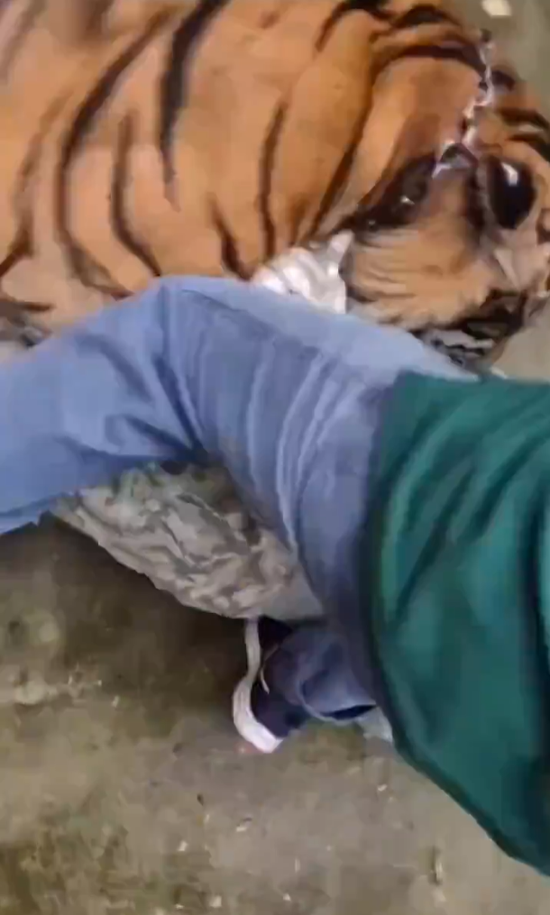 遊客布吉近距離與老虎合照 突受襲躺地尖叫(有片