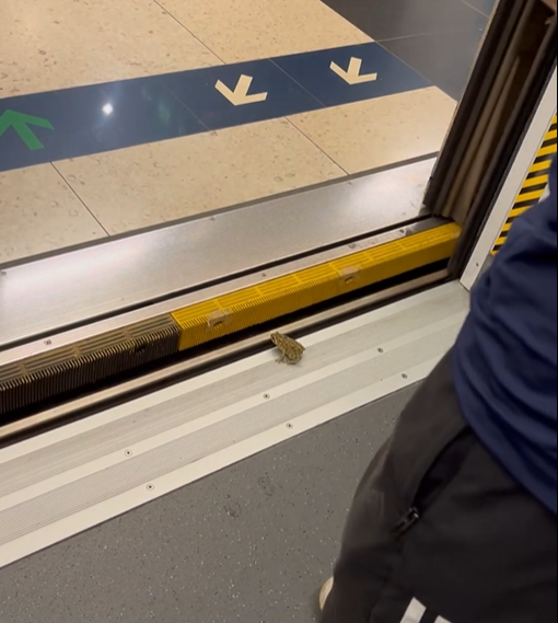 (@Threads/dezoode影片截圖)