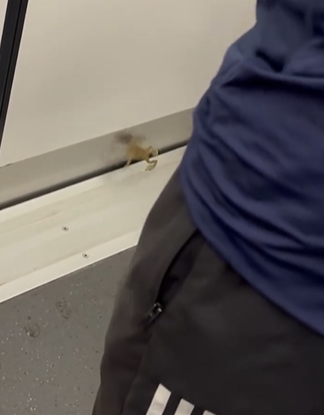 (@Threads/dezoode影片截圖)