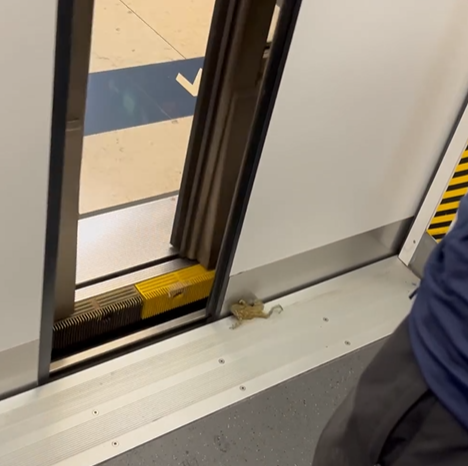 (@Threads/dezoode影片截圖)