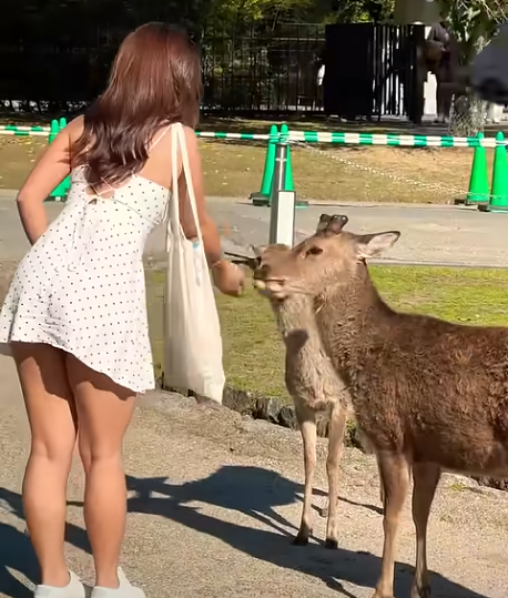 網上有人專門拍攝女遊客與奈良鹿的活動惹來爭議。(影片截圖)