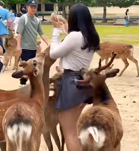 網上有人專門拍攝女遊客與奈良鹿的活動惹來爭議。(影片截圖)