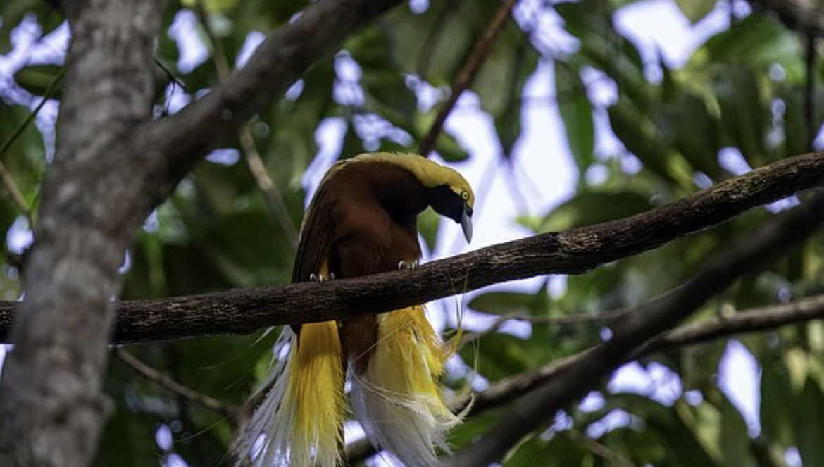 埃克索事發前正在觀鳥。(互聯網)