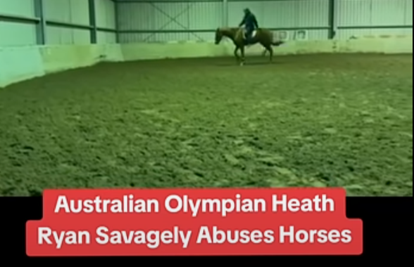 影片中被指虐待馬匹。(影片截圖)