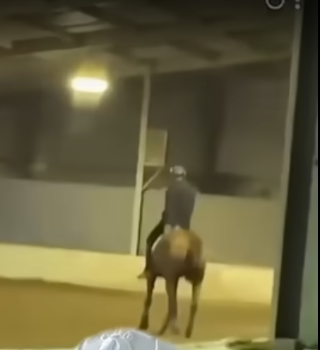 影片中被指虐待馬匹。(影片截圖)