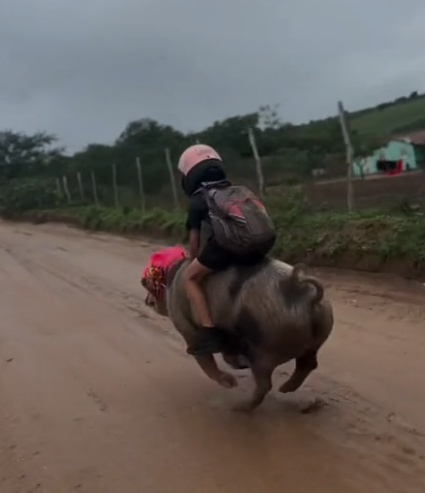 巴西9歲男童古提尼奧(Gutinho Rocha)騎著母豬「火箭」狂飆的影片,最近在社群媒體掀起熱議,號稱1分鐘就能到學校,他的超強本領更是讓人目瞪口呆。