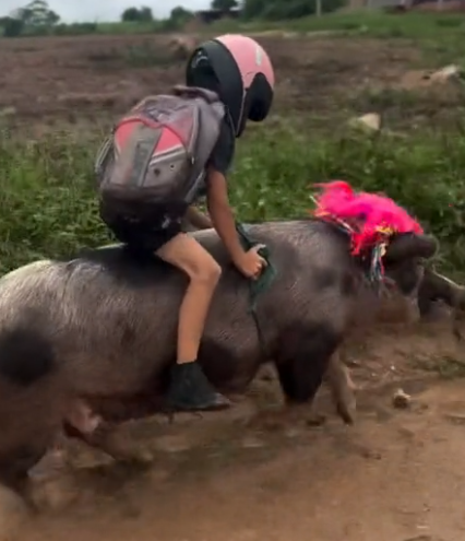 巴西9歲男童古提尼奧(Gutinho Rocha)騎著母豬「火箭」狂飆的影片,最近在社群媒體掀起熱議,號稱1分鐘就能到學校,他的超強本領更是讓人目瞪口呆。