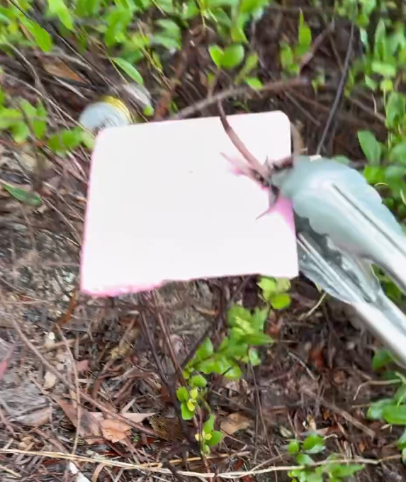 一批熱心市民趁父親節當天組隊在三號風球下登上飛鵝山行山清理山野垃圾,途中發現大量避孕套及過千支煙頭,甚至出現曾使用過驗孕棒。(the_night_spyder@Threads)