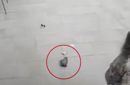 途人合力阻截偷手機賊。(互聯網)