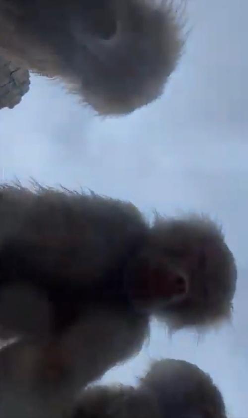 原來狒狒拿走了她的手機後,竟然大玩自拍。(X)