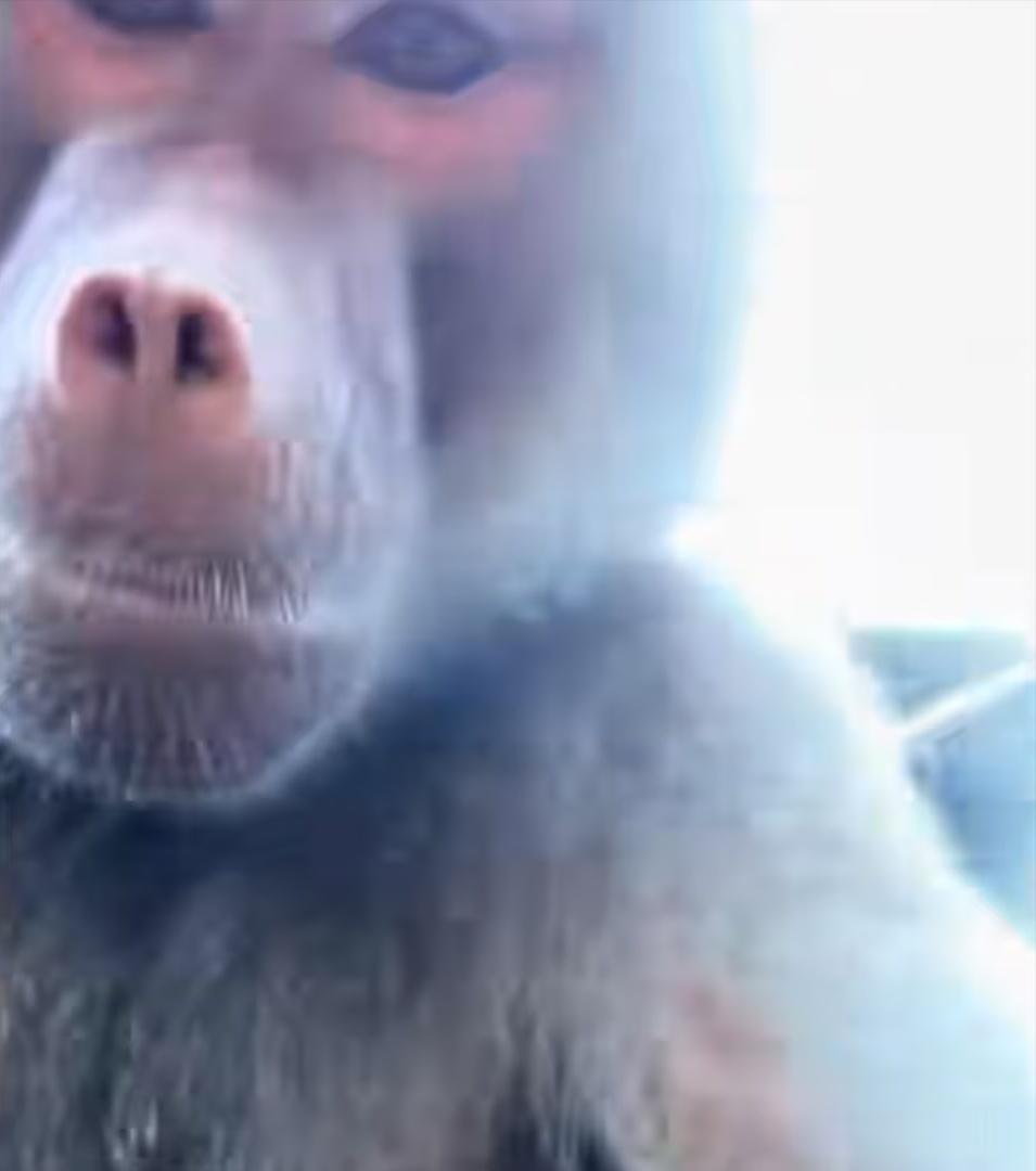 原來狒狒拿走了她的手機後,竟然大玩自拍。(X)