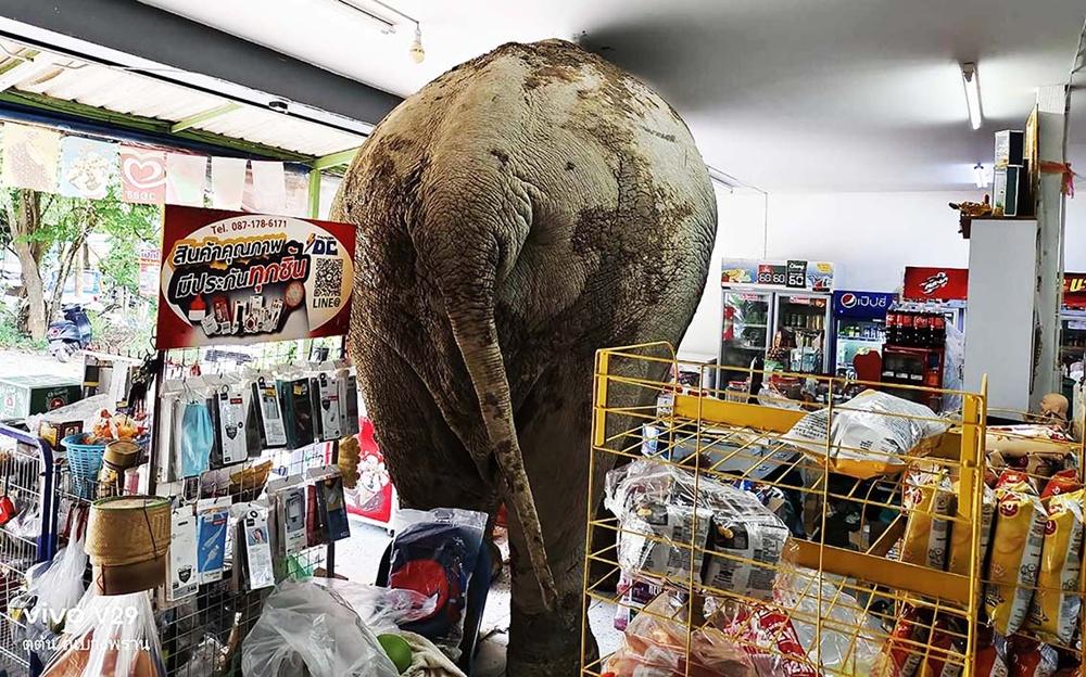 大象還不願意離開,繼續吃著店內零食。(X)