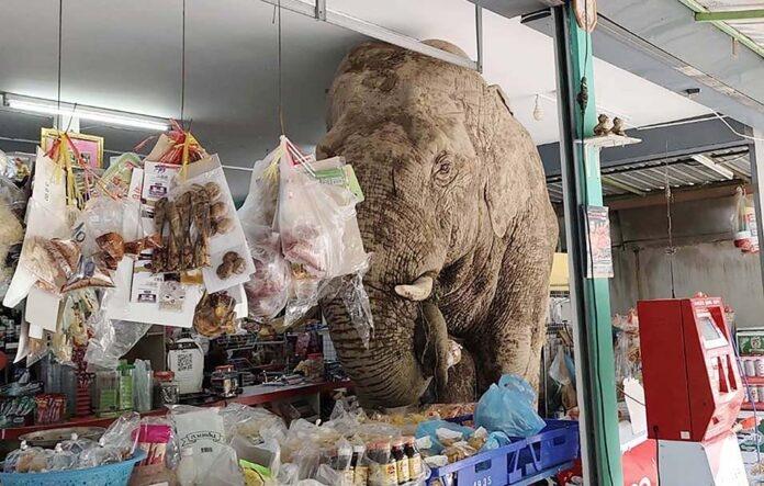 大象還不願意離開,繼續吃著店內零食。(X)