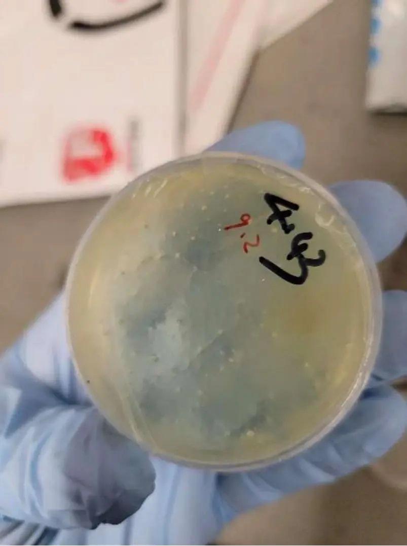 這名女科學家被指曾從中國向美國寄送4個包含生物材料的包裹。(X)