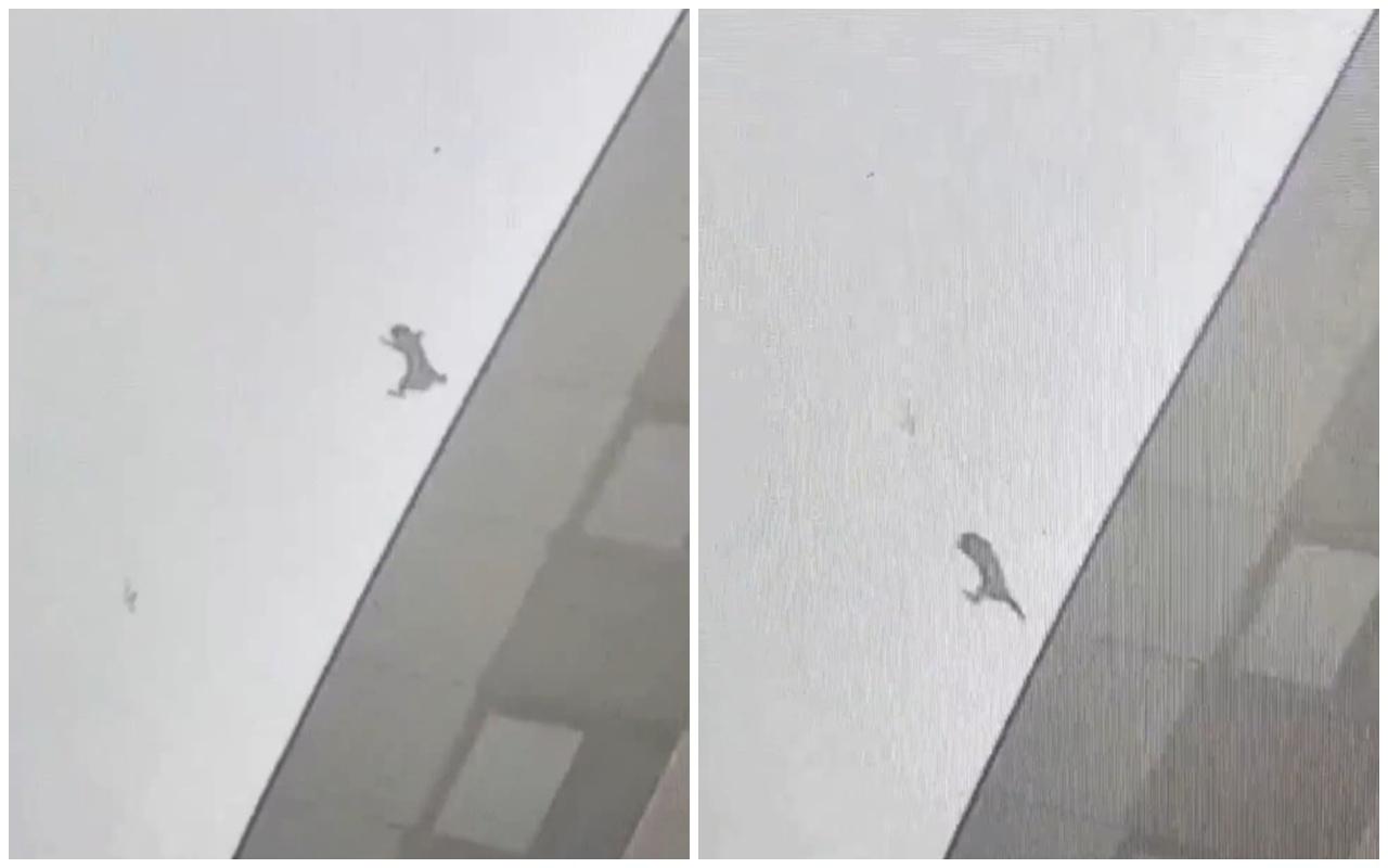 飼主相信貓咪墜落到約10樓時,已經調整好姿勢,四肢張開「像降落傘一樣。(微博)