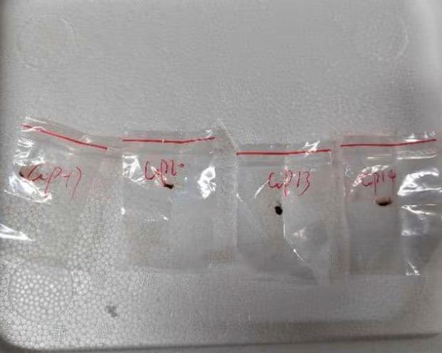 這名女科學家被指曾從中國向美國寄送4個包含生物材料的包裹。(X)