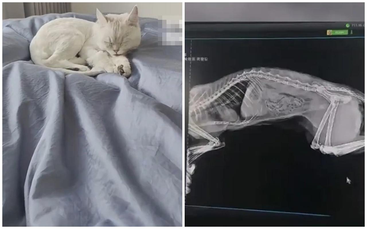 飼主之後把貓咪到醫院檢查,確認牠一切正常。(微博)